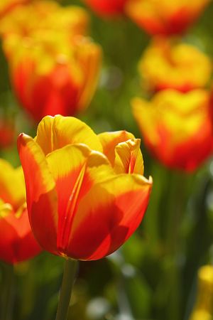 Yellow & Red tulip.jpg